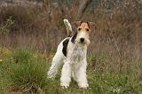 FOX TERRIER 503